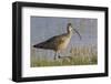 Long-billed curlew foraging-Ken Archer-Framed Photographic Print