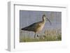 Long-billed curlew foraging-Ken Archer-Framed Photographic Print