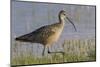 Long-billed curlew foraging-Ken Archer-Mounted Photographic Print
