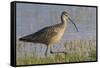 Long-billed curlew foraging-Ken Archer-Framed Stretched Canvas