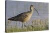 Long-billed curlew foraging-Ken Archer-Stretched Canvas