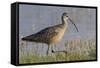 Long-billed curlew foraging-Ken Archer-Framed Stretched Canvas