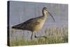 Long-billed curlew foraging-Ken Archer-Stretched Canvas