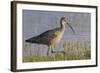 Long-billed curlew foraging-Ken Archer-Framed Photographic Print