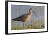 Long-billed curlew foraging-Ken Archer-Framed Photographic Print