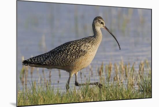 Long-billed curlew foraging-Ken Archer-Mounted Photographic Print