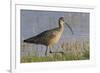 Long-billed curlew foraging-Ken Archer-Framed Photographic Print