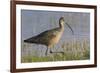 Long-billed curlew foraging-Ken Archer-Framed Photographic Print