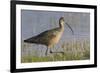 Long-billed curlew foraging-Ken Archer-Framed Photographic Print