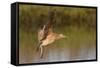 Long-Billed Curlew Landing-Hal Beral-Framed Stretched Canvas