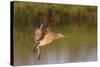 Long-Billed Curlew Landing-Hal Beral-Stretched Canvas