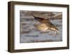 Long-Billed Curlew Landing-Hal Beral-Framed Photographic Print