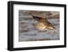 Long-Billed Curlew Landing-Hal Beral-Framed Photographic Print