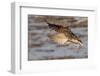 Long-Billed Curlew Landing-Hal Beral-Framed Photographic Print