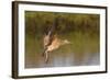 Long-Billed Curlew Landing-Hal Beral-Framed Photographic Print