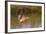 Long-Billed Curlew Landing-Hal Beral-Framed Photographic Print