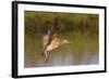 Long-Billed Curlew Landing-Hal Beral-Framed Photographic Print