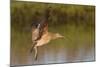 Long-Billed Curlew Landing-Hal Beral-Mounted Photographic Print