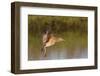 Long-Billed Curlew Landing-Hal Beral-Framed Photographic Print