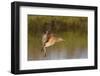 Long-Billed Curlew Landing-Hal Beral-Framed Photographic Print