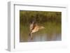 Long-Billed Curlew Landing-Hal Beral-Framed Photographic Print