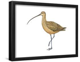 Long-Billed Curlew (Numenius Americanus), Birds-Encyclopaedia Britannica-Framed Poster