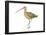 Long-Billed Curlew (Numenius Americanus), Birds-Encyclopaedia Britannica-Framed Poster