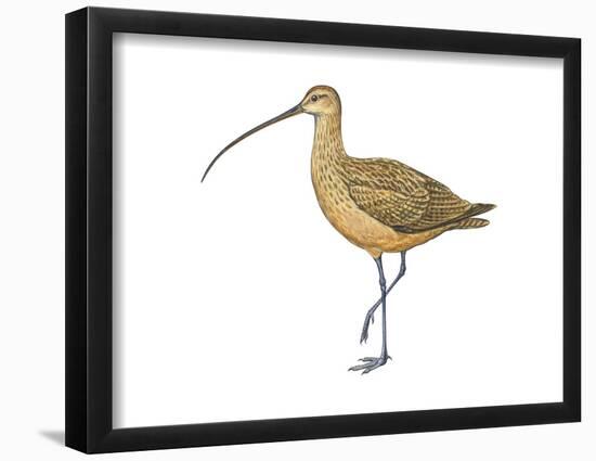 Long-Billed Curlew (Numenius Americanus), Birds-Encyclopaedia Britannica-Framed Poster