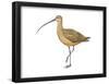 Long-Billed Curlew (Numenius Americanus), Birds-Encyclopaedia Britannica-Framed Poster