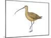 Long-Billed Curlew (Numenius Americanus), Birds-Encyclopaedia Britannica-Mounted Poster