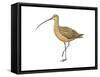Long-Billed Curlew (Numenius Americanus), Birds-Encyclopaedia Britannica-Framed Stretched Canvas