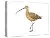 Long-Billed Curlew (Numenius Americanus), Birds-Encyclopaedia Britannica-Stretched Canvas