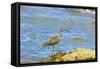 Long-Billed Curlew (Numenius Americanus) on Playa Guiones Beach at Nosara-Rob Francis-Framed Stretched Canvas