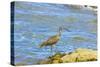 Long-Billed Curlew (Numenius Americanus) on Playa Guiones Beach at Nosara-Rob Francis-Stretched Canvas