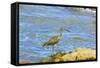 Long-Billed Curlew (Numenius Americanus) on Playa Guiones Beach at Nosara-Rob Francis-Framed Stretched Canvas