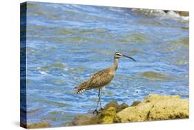 Long-Billed Curlew (Numenius Americanus) on Playa Guiones Beach at Nosara-Rob Francis-Stretched Canvas