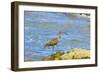 Long-Billed Curlew (Numenius Americanus) on Playa Guiones Beach at Nosara-Rob Francis-Framed Photographic Print