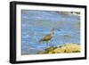 Long-Billed Curlew (Numenius Americanus) on Playa Guiones Beach at Nosara-Rob Francis-Framed Photographic Print