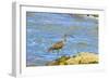 Long-Billed Curlew (Numenius Americanus) on Playa Guiones Beach at Nosara-Rob Francis-Framed Photographic Print