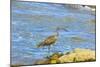 Long-Billed Curlew (Numenius Americanus) on Playa Guiones Beach at Nosara-Rob Francis-Mounted Photographic Print