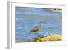 Long-Billed Curlew (Numenius Americanus) on Playa Guiones Beach at Nosara-Rob Francis-Framed Photographic Print