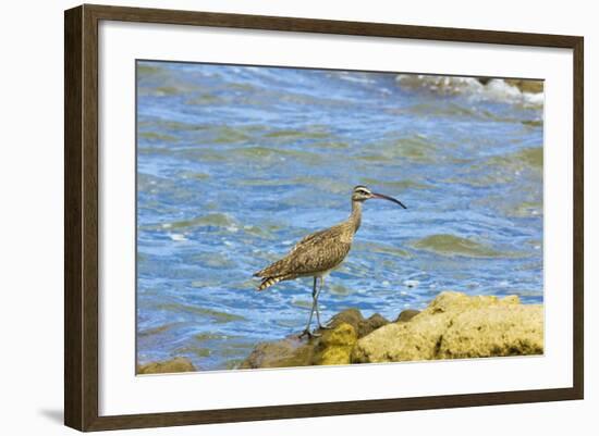 Long-Billed Curlew (Numenius Americanus) on Playa Guiones Beach at Nosara-Rob Francis-Framed Photographic Print