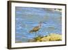 Long-Billed Curlew (Numenius Americanus) on Playa Guiones Beach at Nosara-Rob Francis-Framed Photographic Print