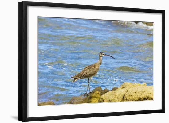 Long-Billed Curlew (Numenius Americanus) on Playa Guiones Beach at Nosara-Rob Francis-Framed Photographic Print