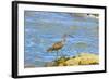 Long-Billed Curlew (Numenius Americanus) on Playa Guiones Beach at Nosara-Rob Francis-Framed Photographic Print