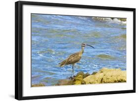 Long-Billed Curlew (Numenius Americanus) on Playa Guiones Beach at Nosara-Rob Francis-Framed Photographic Print