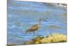 Long-Billed Curlew (Numenius Americanus) on Playa Guiones Beach at Nosara-Rob Francis-Mounted Photographic Print