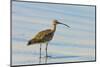 Long-Billed Curlew (Numenius Americanus) on Playa Guiones Beach at Nosara-Rob Francis-Mounted Photographic Print