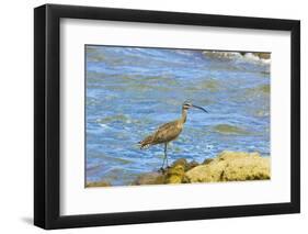 Long-Billed Curlew (Numenius Americanus) on Playa Guiones Beach at Nosara-Rob Francis-Framed Photographic Print