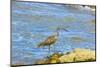 Long-Billed Curlew (Numenius Americanus) on Playa Guiones Beach at Nosara-Rob Francis-Mounted Photographic Print